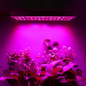 Växtlampa Hängande LED-panel - Växtbelysning