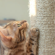 Katträd / Klösträd / Klöspelare för Katter - 71 cm