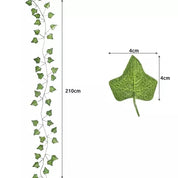 Murgröna Lövgirlang - 25x2m