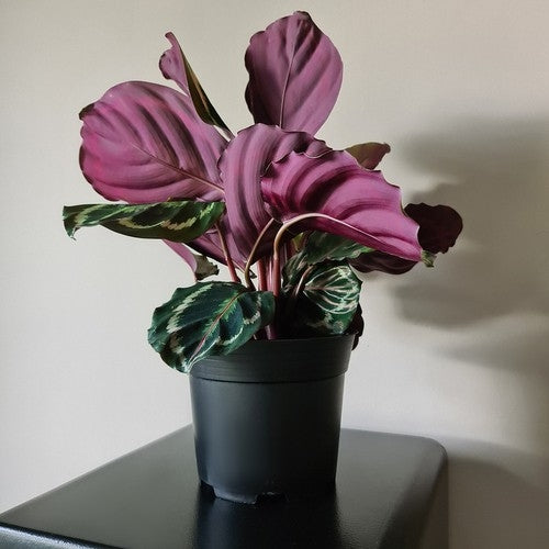 Planteringskrukor 16cm - 20-Pack