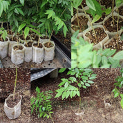 100-Pack - Tomma Fröpåsar / Påsar för Fröplantor - Planta