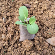 100-Pack - Tomma Fröpåsar / Påsar för Fröplantor - Planta