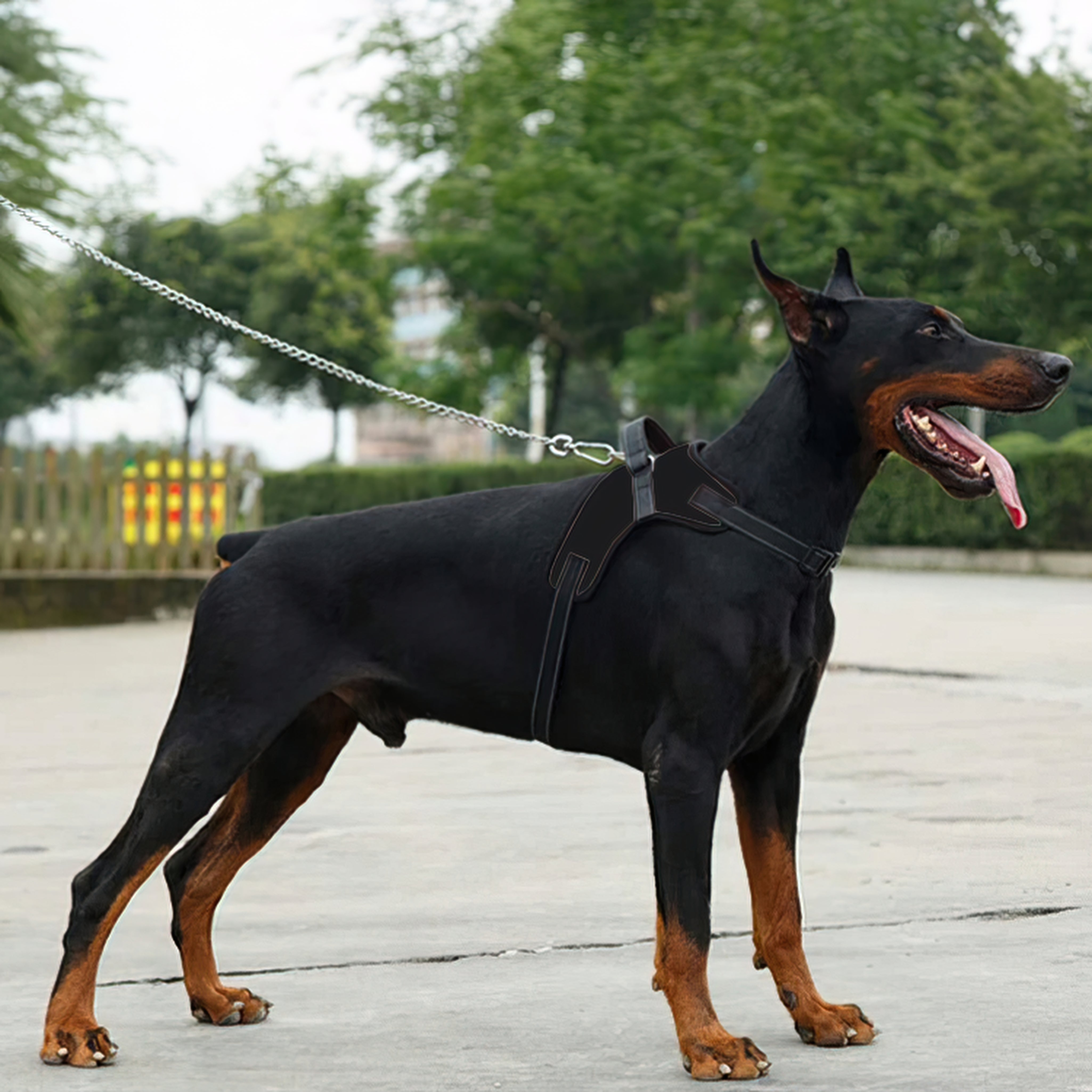 Hund-Sele.jpg