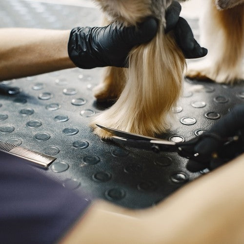 Komplett Klippkit för Hund