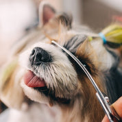 Komplett Klippkit för Hund