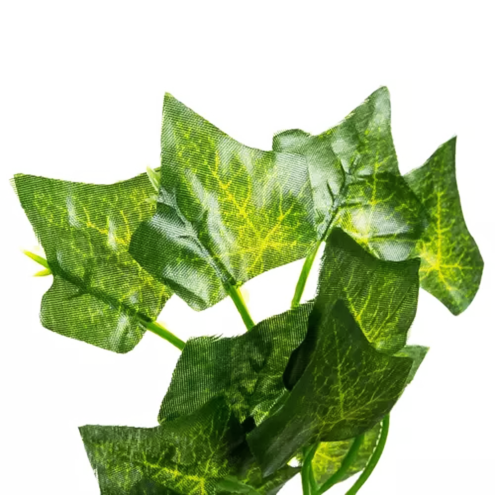 MurgronaLovgirlang-25x2m.png