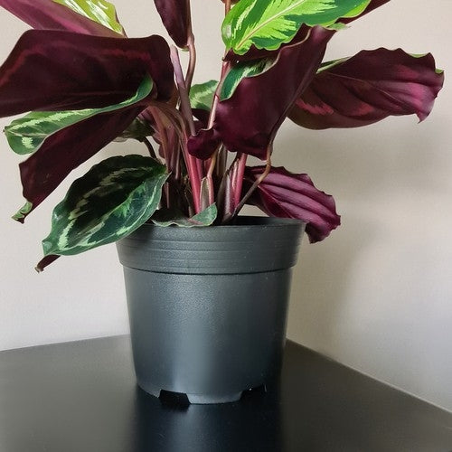 Planteringskrukor / Krukor - 16 cm
