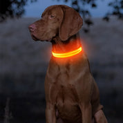 Uppladdningsbart LED-halsband för Hund - Välj Storlek & Färg!