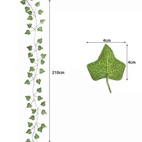 Murgröna Lövgirlang - 6x2m