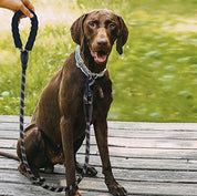 Hundkoppel med Reflex / Koppel för Hund - 3m